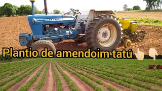 Plantio de Amendoim Tatú🥜🥜 Trator Ford 4600 e plantadeira Tatu T2SI