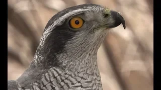 Falconry: Introduction to goshawks