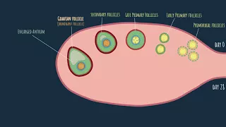 Oogenesis - the ovarian cycle (Part 2)