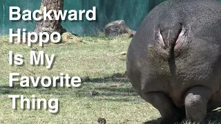 Backward Hippo