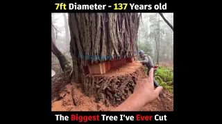 The biggest Redwood tree I've ever cut 7ft diameter in California