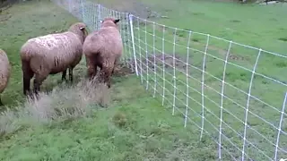 Sheep Touches Electric Fence