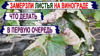 🍇 Заморозок на винограднике. Замерзли листья. Сделайте ЭТО ОБЯЗАТЕЛЬНО. Снижаем ИНФЕКЦИОННЫЙ ФОН.