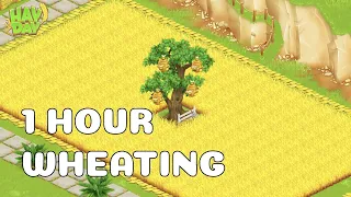 What tools can you get by wheating for 1 hour? | Hay Day Level 198 💛