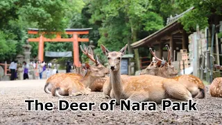 The Deer of Nara Park