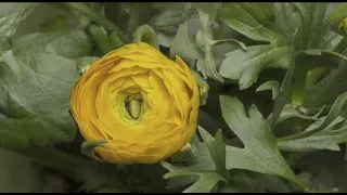 Ranunculus  Timelapse Flower 4K