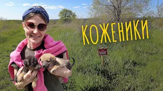 Вечірка в Княжичах, знайшли десять песиків в Кожениках 🐶 ТижнеWeek #32