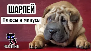 ✔ Шарпей, плюсы и минусы породы. За что мы любим шарпеев?