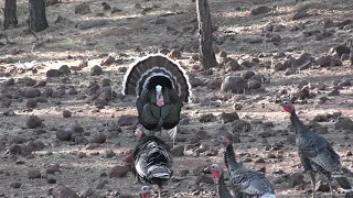 Keith Ott and Doc Weddle of Chasing 49 have a awesome Gould’s turkey hunt