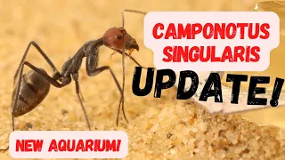 Camponotus singularis are getting a new setup! 4k quality