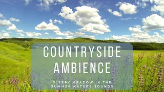 🐦 Countryside Ambience - Sleepy Meadow Nature Sounds for Sleeping and Reducing Stress