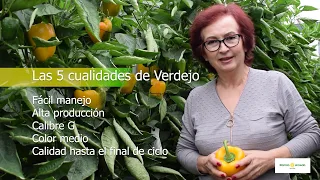 Obtén calidad y kilos todo el ciclo con el pimiento california amarillo Verdejo– Ramiro Arnedo