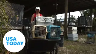 Zookeepers, Humane Society rescue animals following Hurricane Ian | USA TODAY