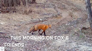 Deer jump creek. Fox pees in ground? Raccoons & Rabbits. Injured fox just misses rabbit.  Big skunk!