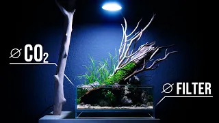 Shallow Paludarium WITHOUT FILTRATION | ASMR