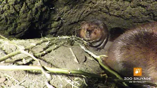 L'intérieur d'une hutte de castor - Inside a beaver hut