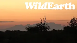 WildEarth - Sunset  Safari - 22 March 2022