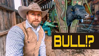 Do WHAT to Bulls? -  ( How Ranchers Make Money!)