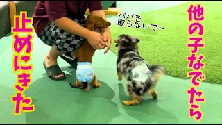 【ダックス子犬】パパが他の犬を撫でたら、慌てて止めにきたダックス子犬が可愛いすぎた【仔犬】【cutedog】【多頭飼】