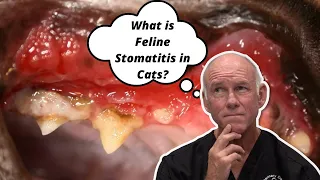 What is Feline Stomatitis in Cats?