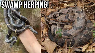 Swamp Hiking for Snakes in Georgia! Kingsnakes, Cottonmouths, Canebrake, and More!