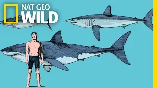 What Makes Mako Sharks the Fastest Sharks in the Ocean? | Nat Geo Wild