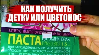 Как получить детку орхидеи на цветоносе. Цитокининовая паста.