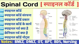 Spinal Cord Anatomy and Physiology in Hindi | Lumber Vertebra | Spinal Nerve | Cranial Nerve