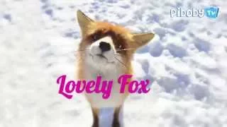 Смешные животные. Лиса || Funny animals. Fox