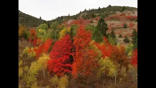 Bighorn Mountain Bigfoot