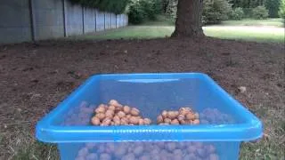 Squirrel steals nuts (Timelaps)