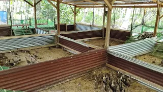 Duck(Itik) Farming in Philippines | Visiting Jimboy&Ann Duck Farm