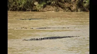 World's Deadliest Crossing! **Crocodiles everywhere**