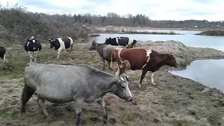 16 января 2020 г.Гоню коров на водопой и пастбище!Зима в Калининградской области!