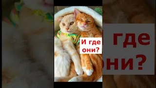 Куда пропали деньги ? #рекомендации#рек#youtubeshorts#shorts#тренды#приколы#котики