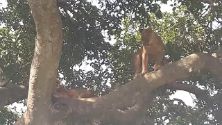 Queen Elizabeth National Park, tree climbing lions, Uganda