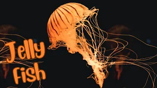 Jellyfish Explained: Fun Facts and Features