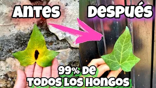 MATA al 99% de LOS HONGOS de TUS PLANTAS con este FUNGICIDA CASERO! (Huerto urbano y jardín) Vinagre