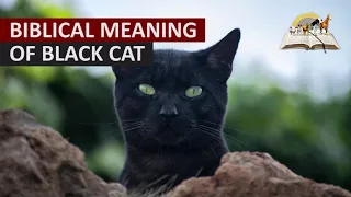 Biblical Meaning of BLACK CAT in Dream - Dreams About Black Cats