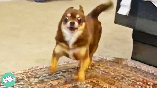 Sassy Chihuahua Won't Stop Zooming and Keep Causing Trouble | Cuddle Dog