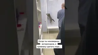 Когда ты ненавидишь ветеринаров, а прививку сделать надо🤣