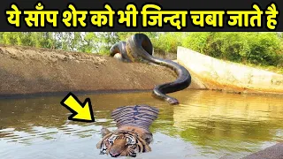 ये साँप शेर को भी जिन्दा चबा जाते है | 6 Snakes That Can Kill A Tiger Easily