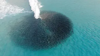 AMAZING salmon schools and fishing in Western Australia!