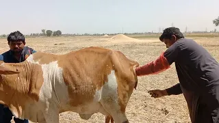 Cow 🐄 Mi Ai karni ka Mokaml tarika Artificial insemination in cow