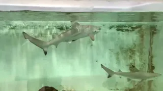 hand feeding my sharks and i got jumpscared WATCH TILL THE END#blacktipshark#handfeeding