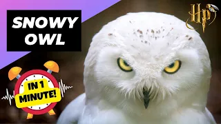 Snowy Owl 🦉 Hedwig In Real Life! | 1 Minute Animals