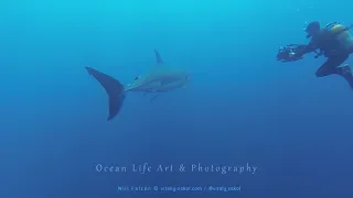 Большая Белая акула / Great White Shark and Divers