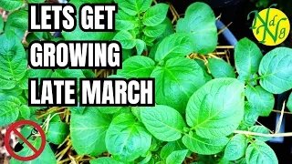 Potato Growing Masterclass || How do Potatoes Grow || March Veg Garden Growing For Success
