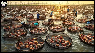 How Farmers Raise Millions Of Mud Crabs - Technology For Raising Soft Shell Mud Crabs In Asia