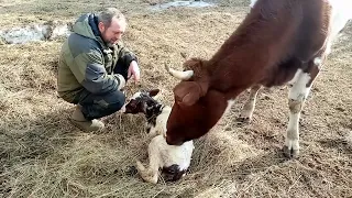 Самый маленький телёнок в нашем хозяйстве/Отёл Вишенки